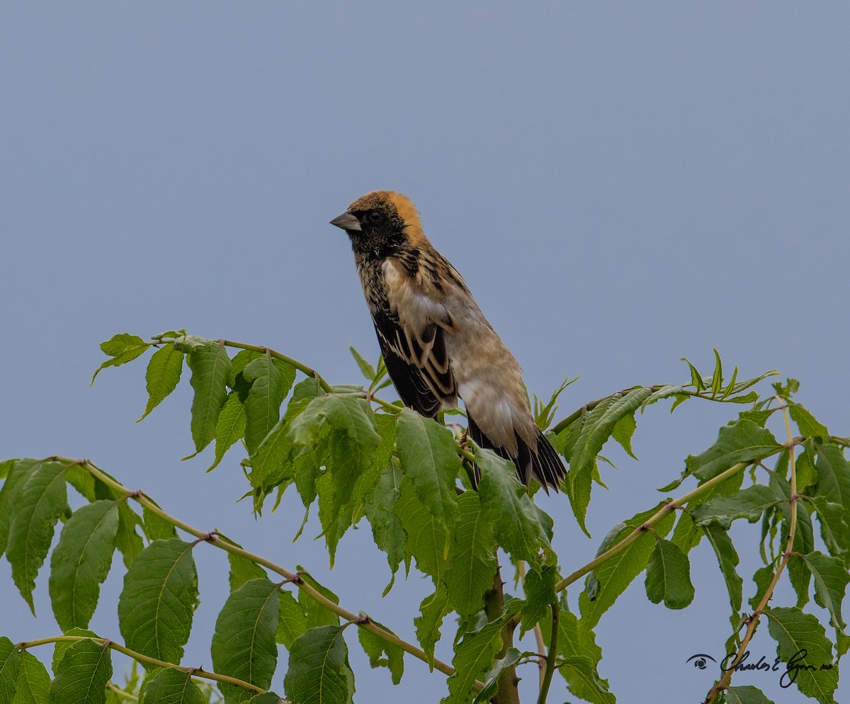 Bobolink - ML153677671