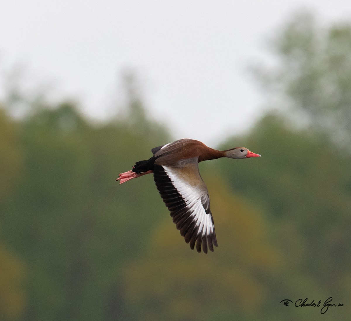 Black-bellied Whistling-Duck - ML153677731