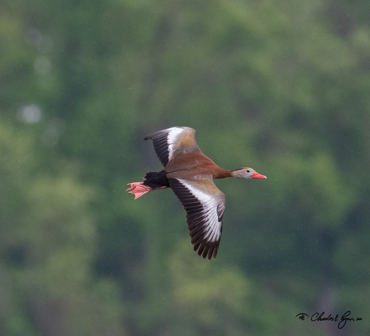 Black-bellied Whistling-Duck - ML153677801