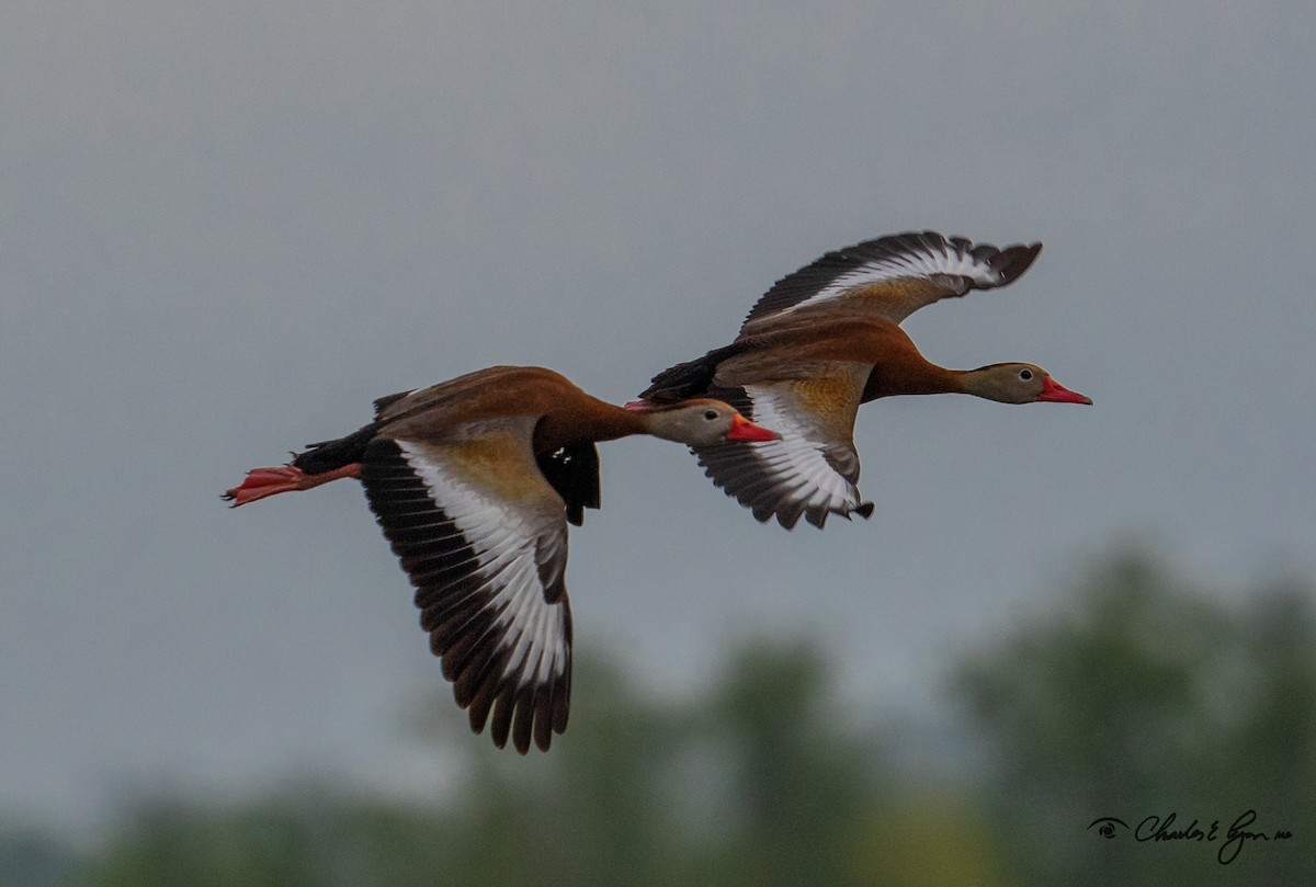 Black-bellied Whistling-Duck - ML153677831