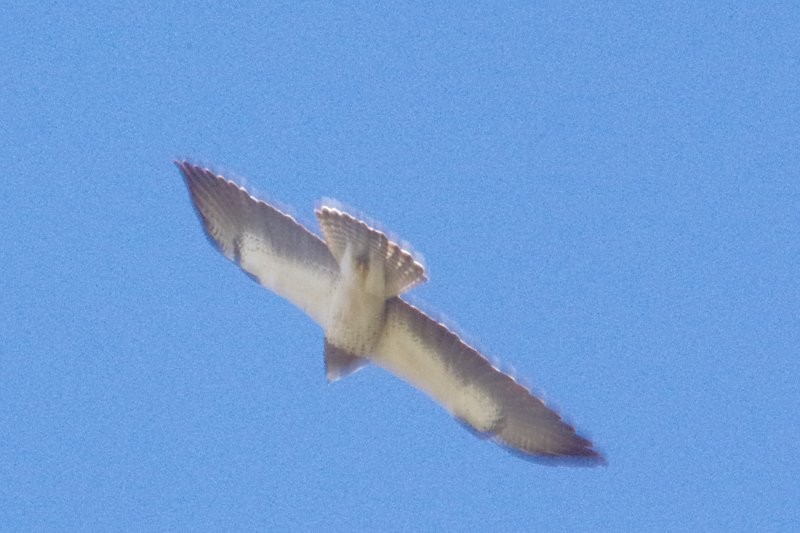 Swainson's Hawk - Pat Goltz