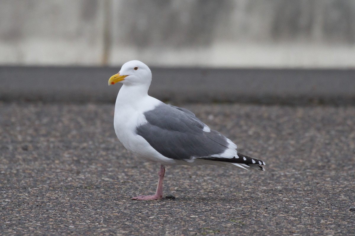 Western Gull - ML153677921