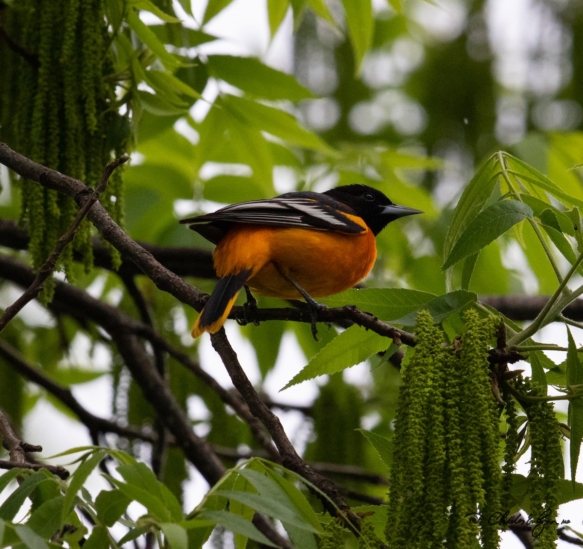 Baltimore Oriole - Charles Lyon