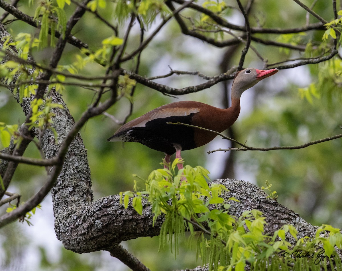 Black-bellied Whistling-Duck - ML153678031