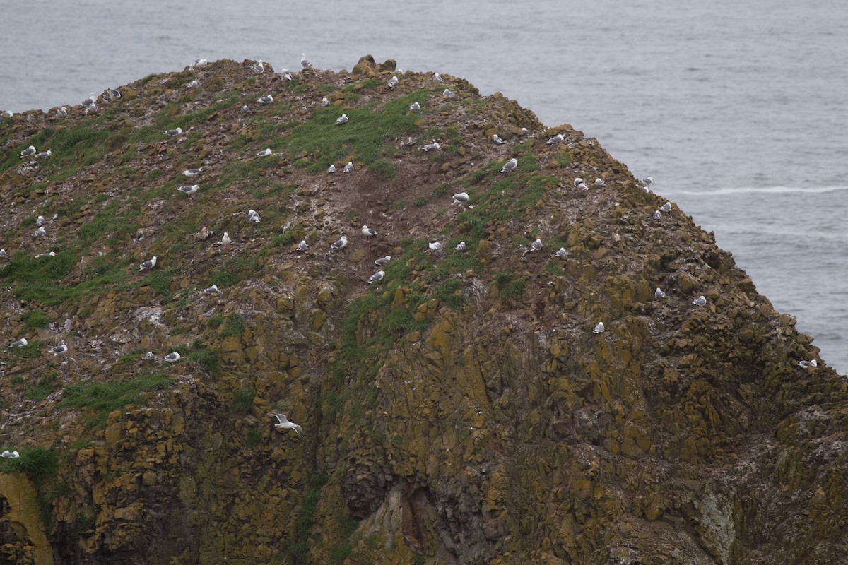 Western Gull - ML153678091