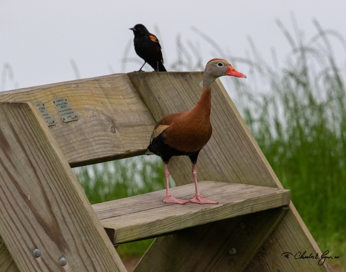 Black-bellied Whistling-Duck - ML153678141