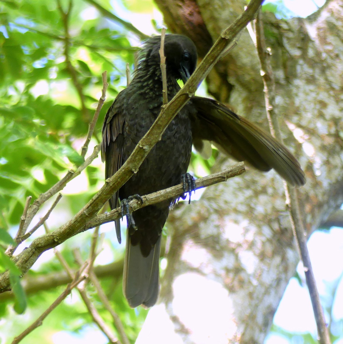 Samoan Starling - ML153678341