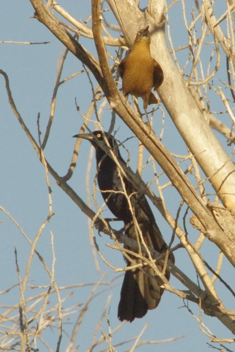 Great-tailed Grackle - Pat Goltz