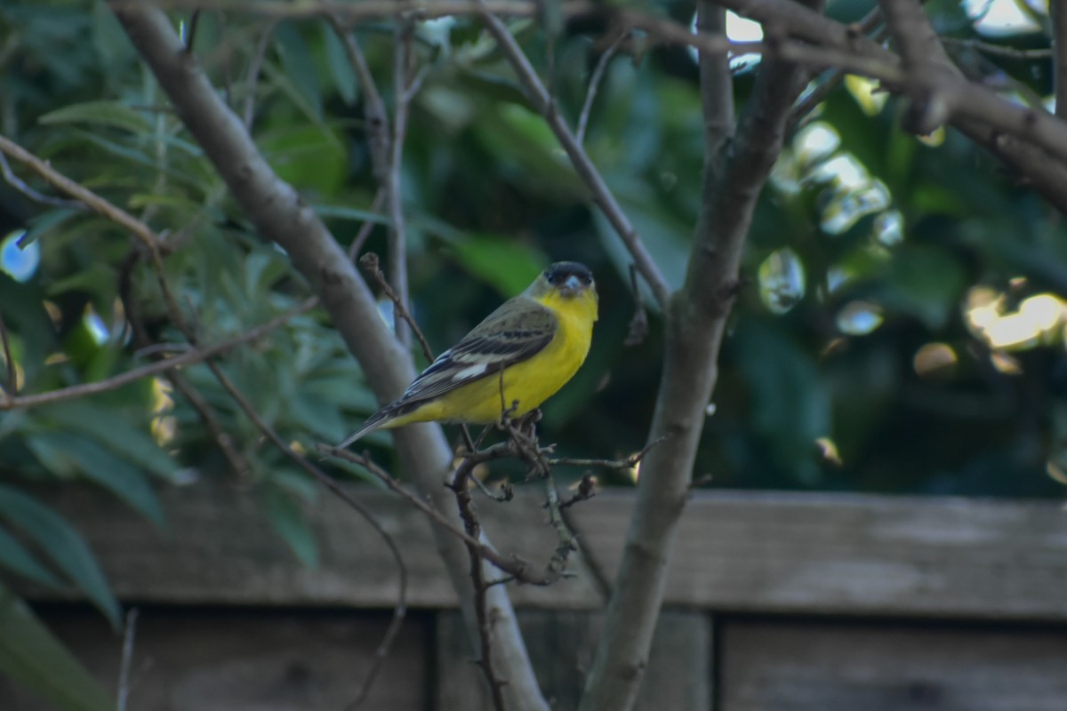 Lesser Goldfinch - ML153678571