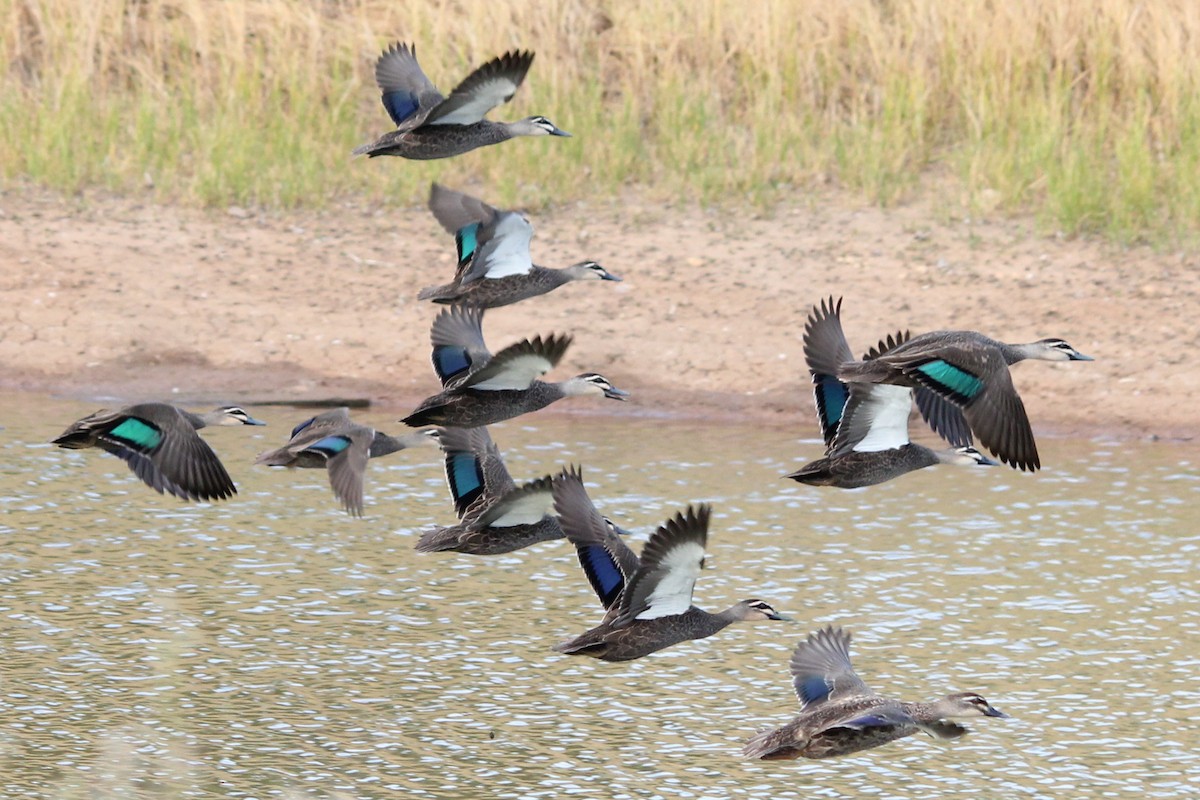 Pacific Black Duck - Geoffrey Cox