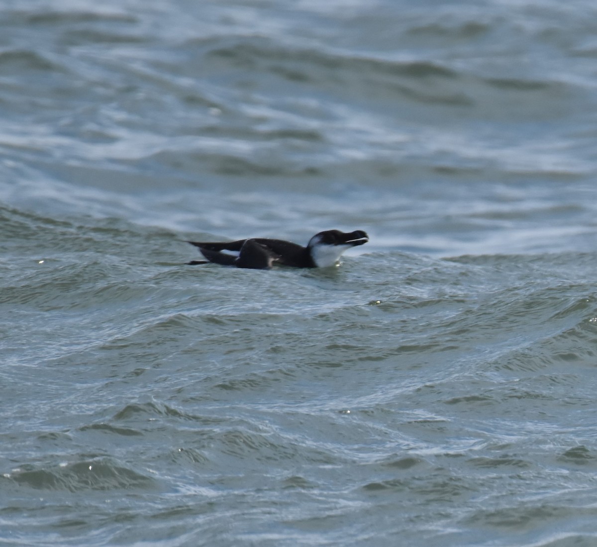 Razorbill - Paulett Rinard