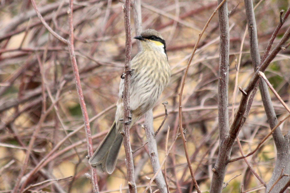 Singing Honeyeater - ML153679001