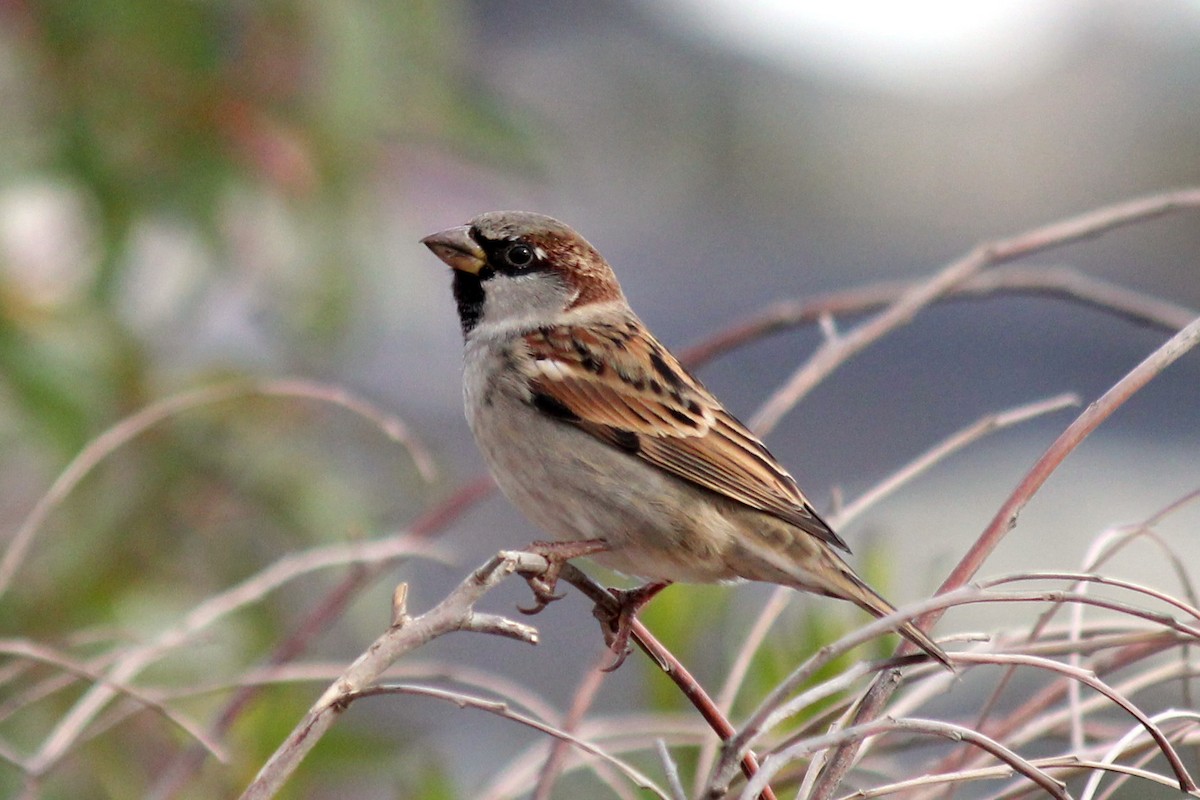 House Sparrow - ML153679131