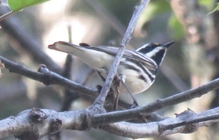 Black-throated Gray Warbler - ML153679201