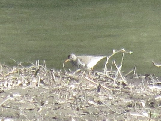 Spotted Sandpiper - ML153679221