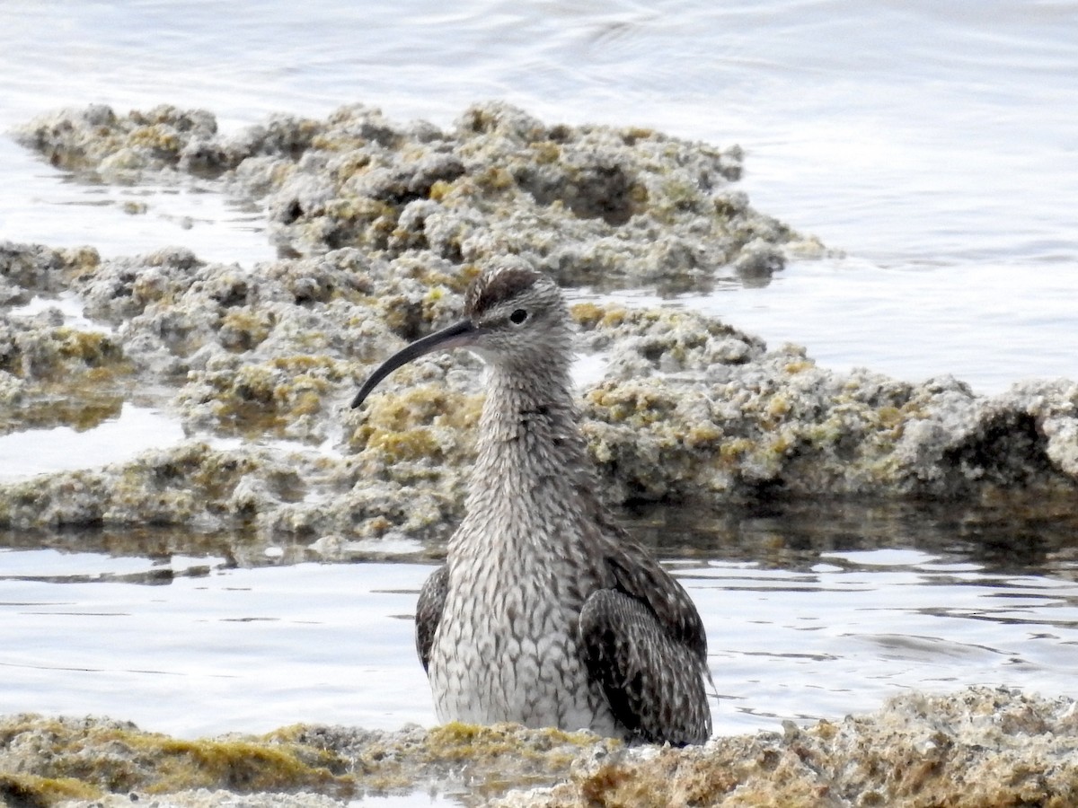 Whimbrel - Peter Hines