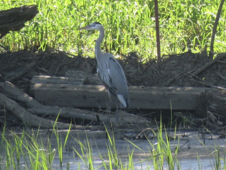 Great Blue Heron - ML153680461