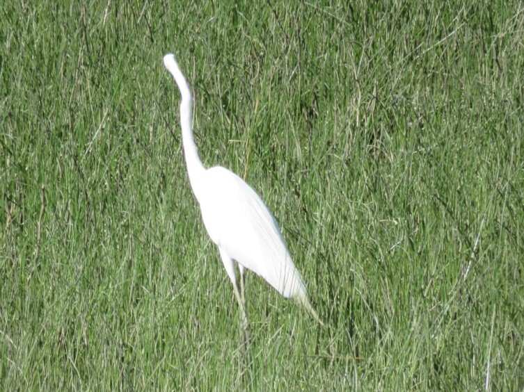 Great Egret - ML153680511