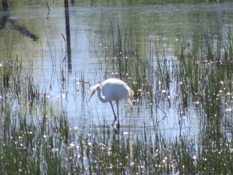 Great Egret - ML153680521