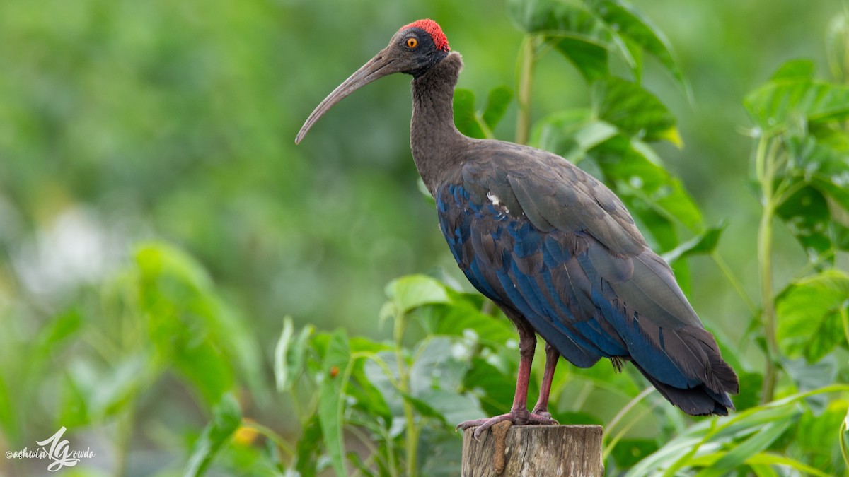 ibis bradavičnatý - ML153680991