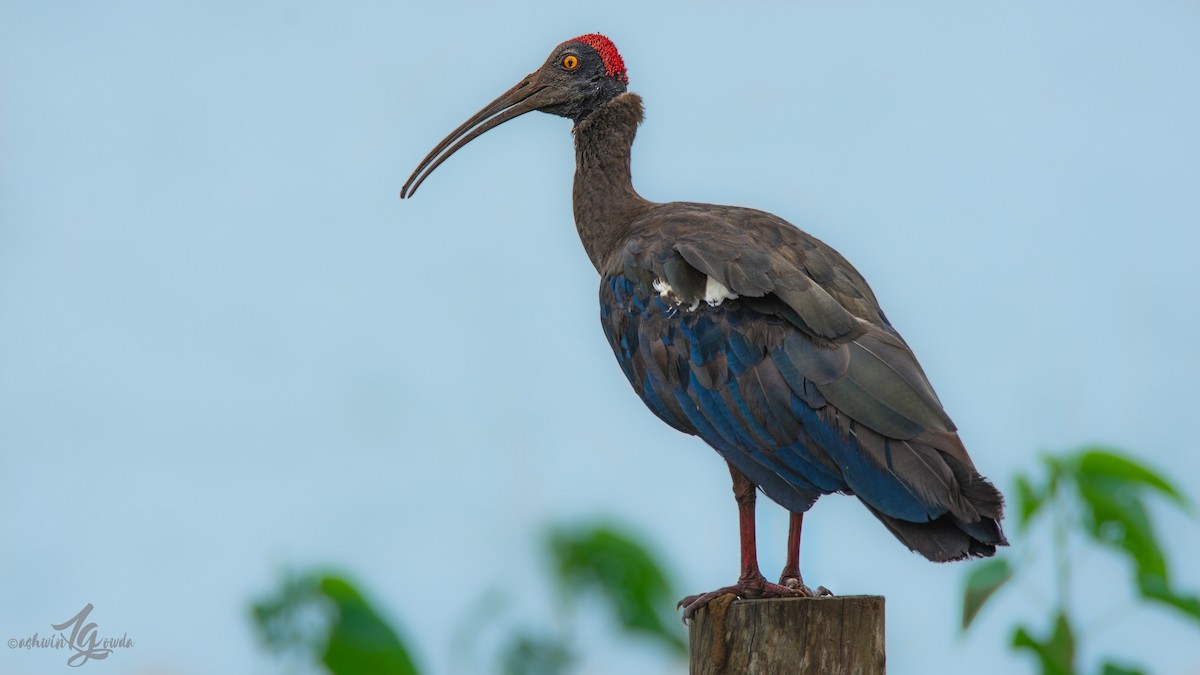 ibis bradavičnatý - ML153681001