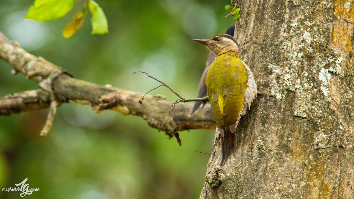 Streak-throated Woodpecker - Ashwin Gowda