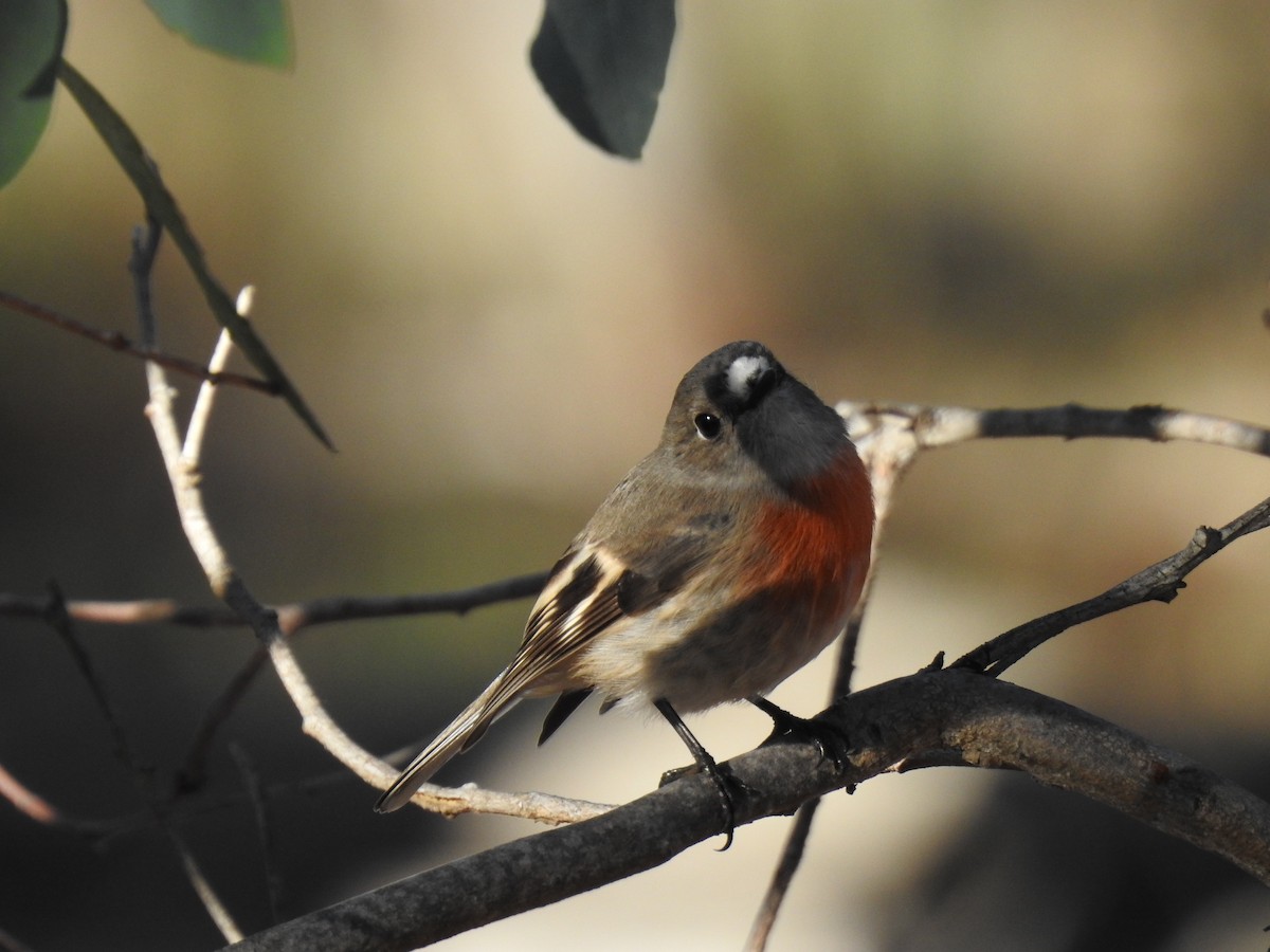 Scarlet Robin - ML153681291