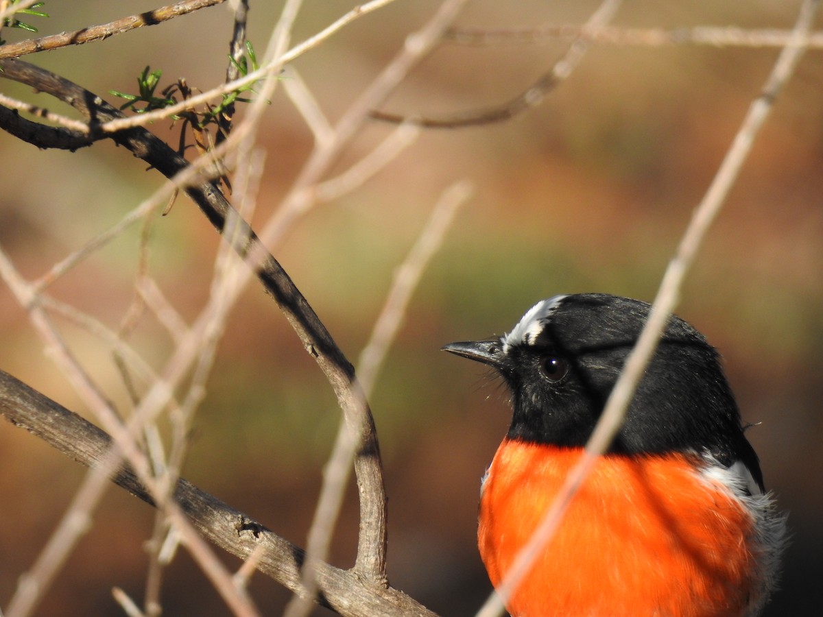 Scarlet Robin - ML153681311