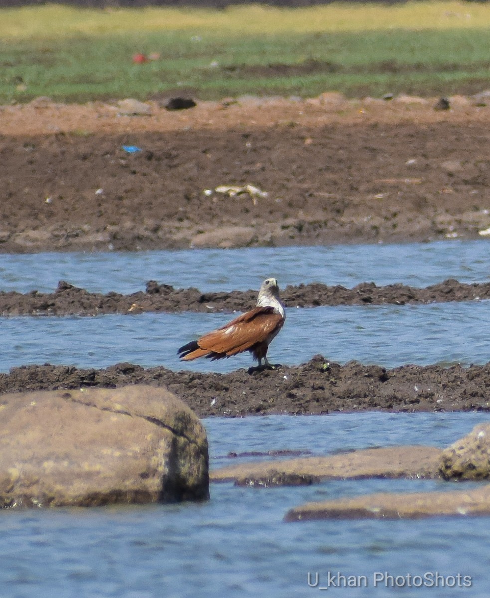 Brahminy Kite - ML153681561