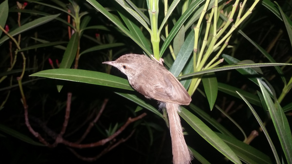 Plain Prinia - ML153681851