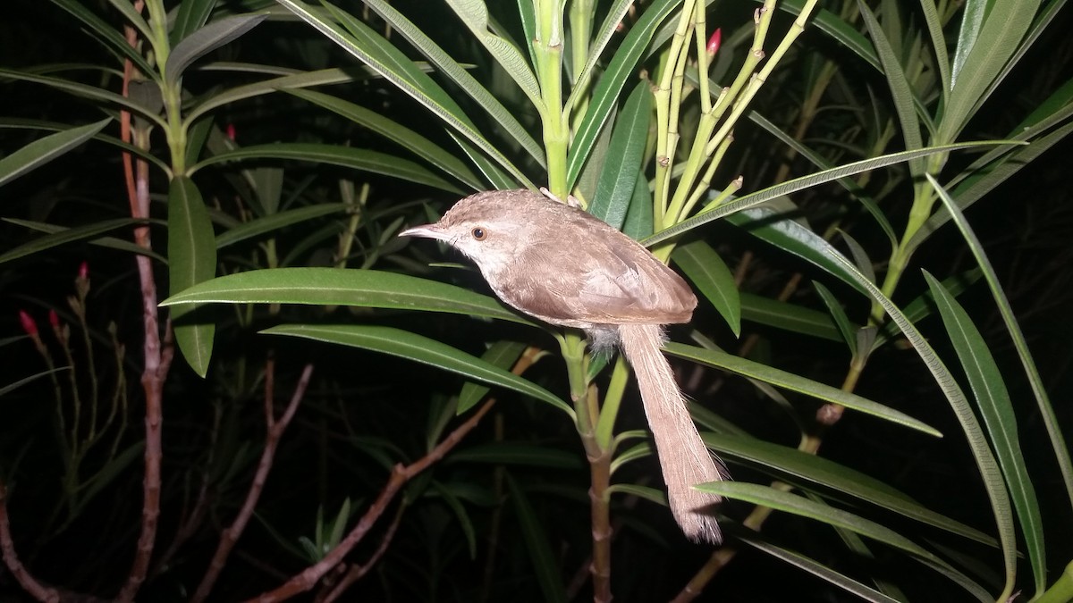 Plain Prinia - ML153681861