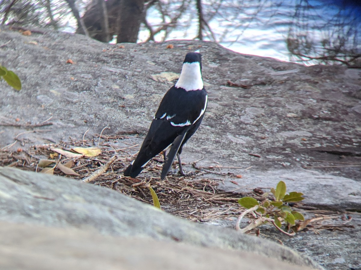 Australian Magpie - ML153681871