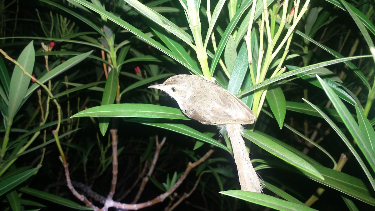 Plain Prinia - ML153681881