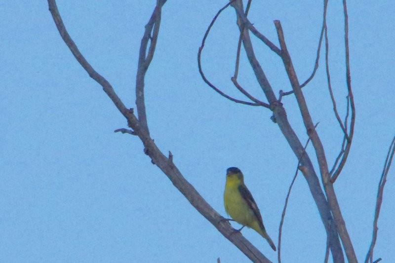 Lesser Goldfinch - Pat Goltz