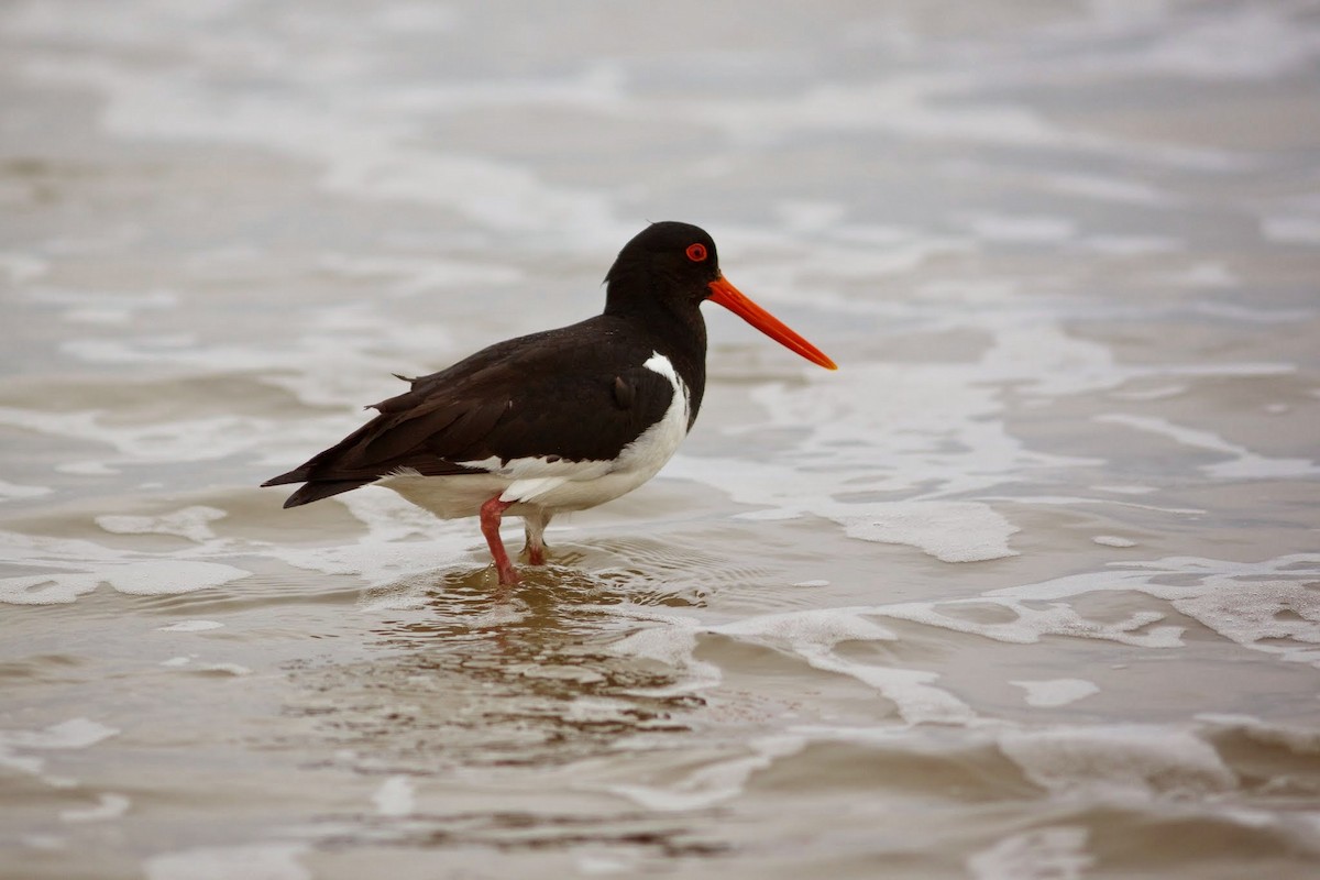 South Island Oystercatcher - ML153683871