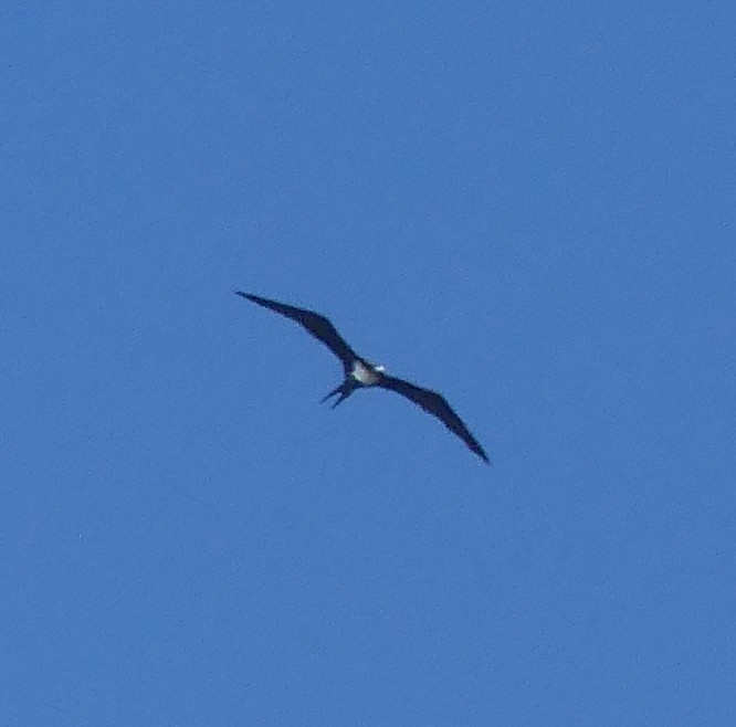 Great Frigatebird - ML153684071