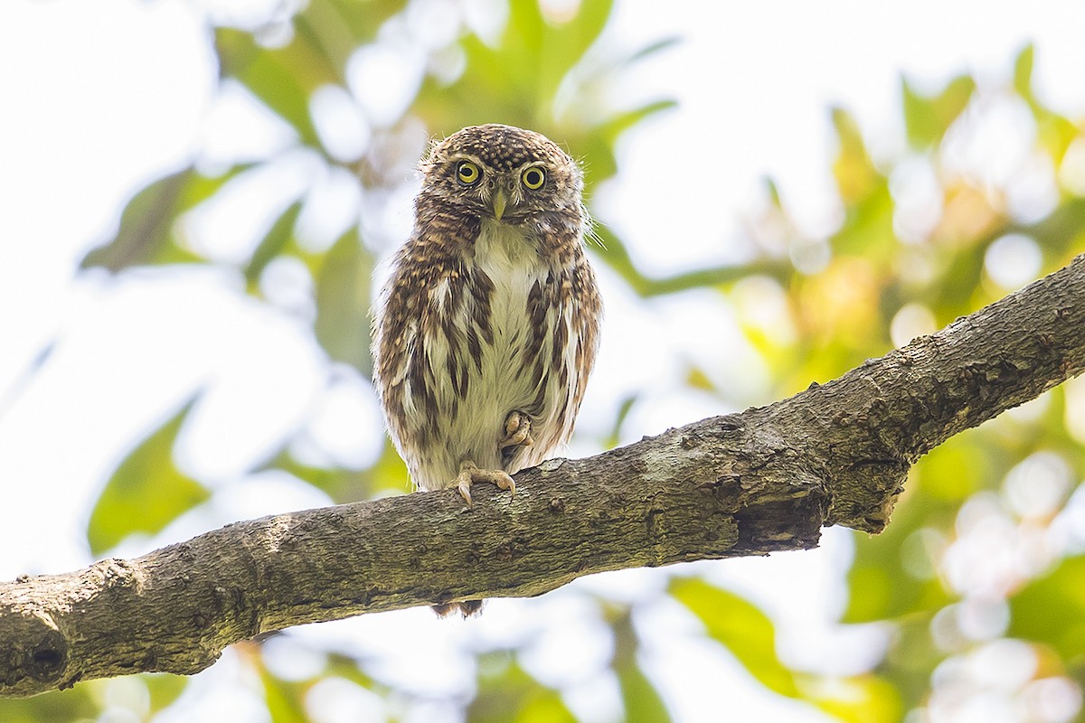 Collared Owlet - ML153684181
