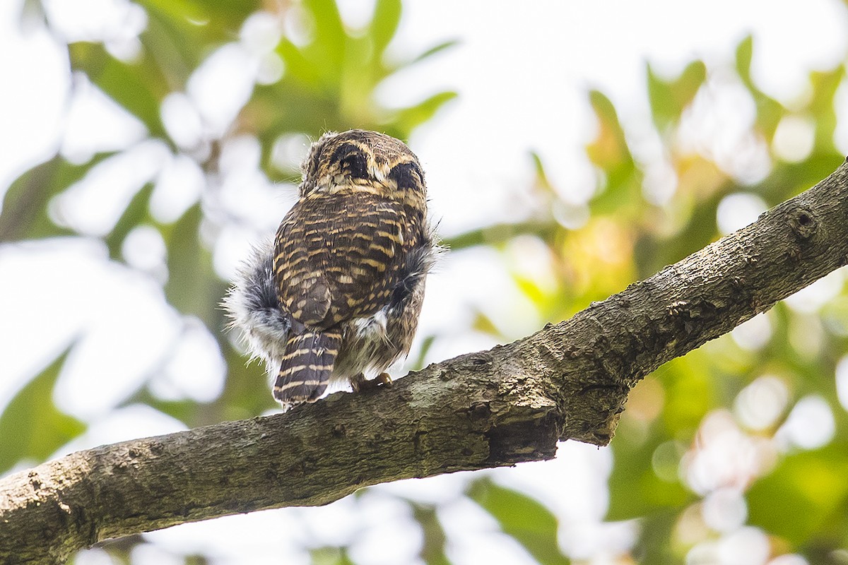 Collared Owlet - Matthew Kwan