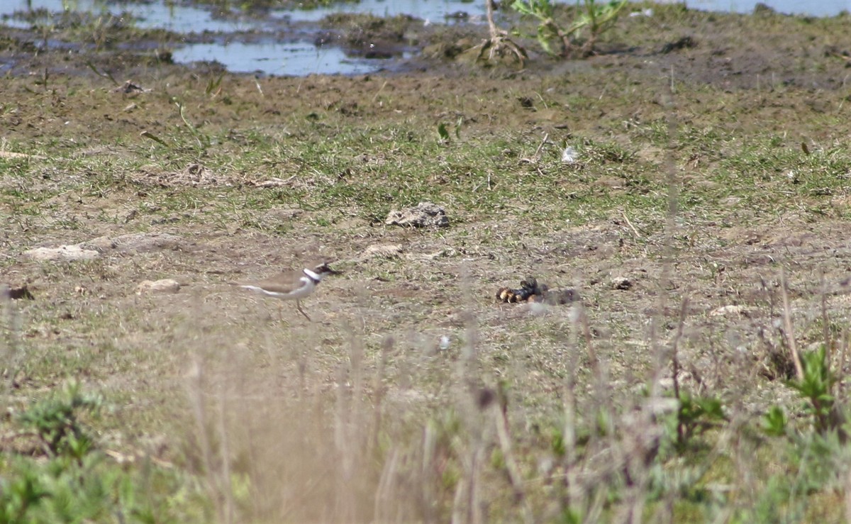 Little Ringed Plover - ML153684521