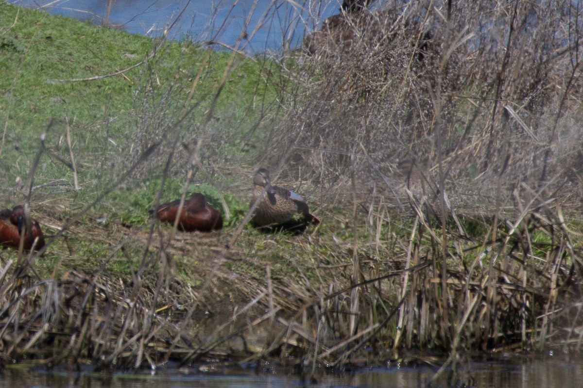 Blue-winged Teal - ML153684791