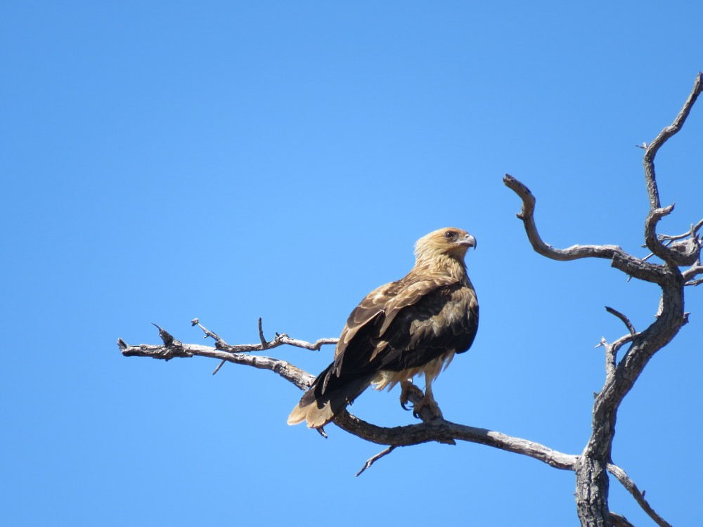 Whistling Kite - ML153684851