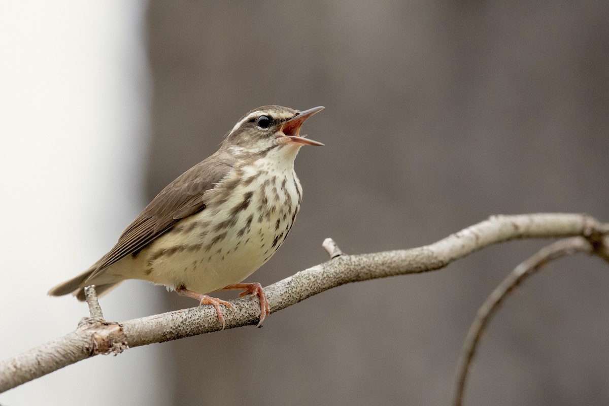 Louisiana Waterthrush - ML153684981