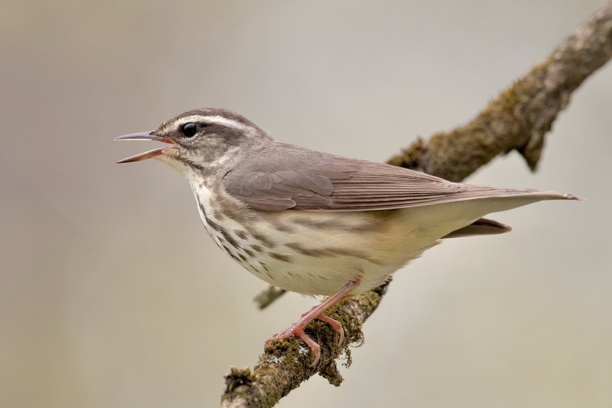 Louisiana Waterthrush - ML153685001