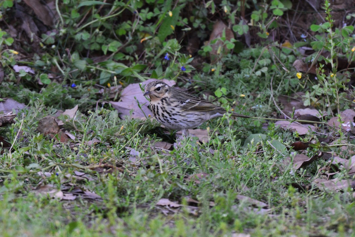 Olive-backed Pipit - ML153685011