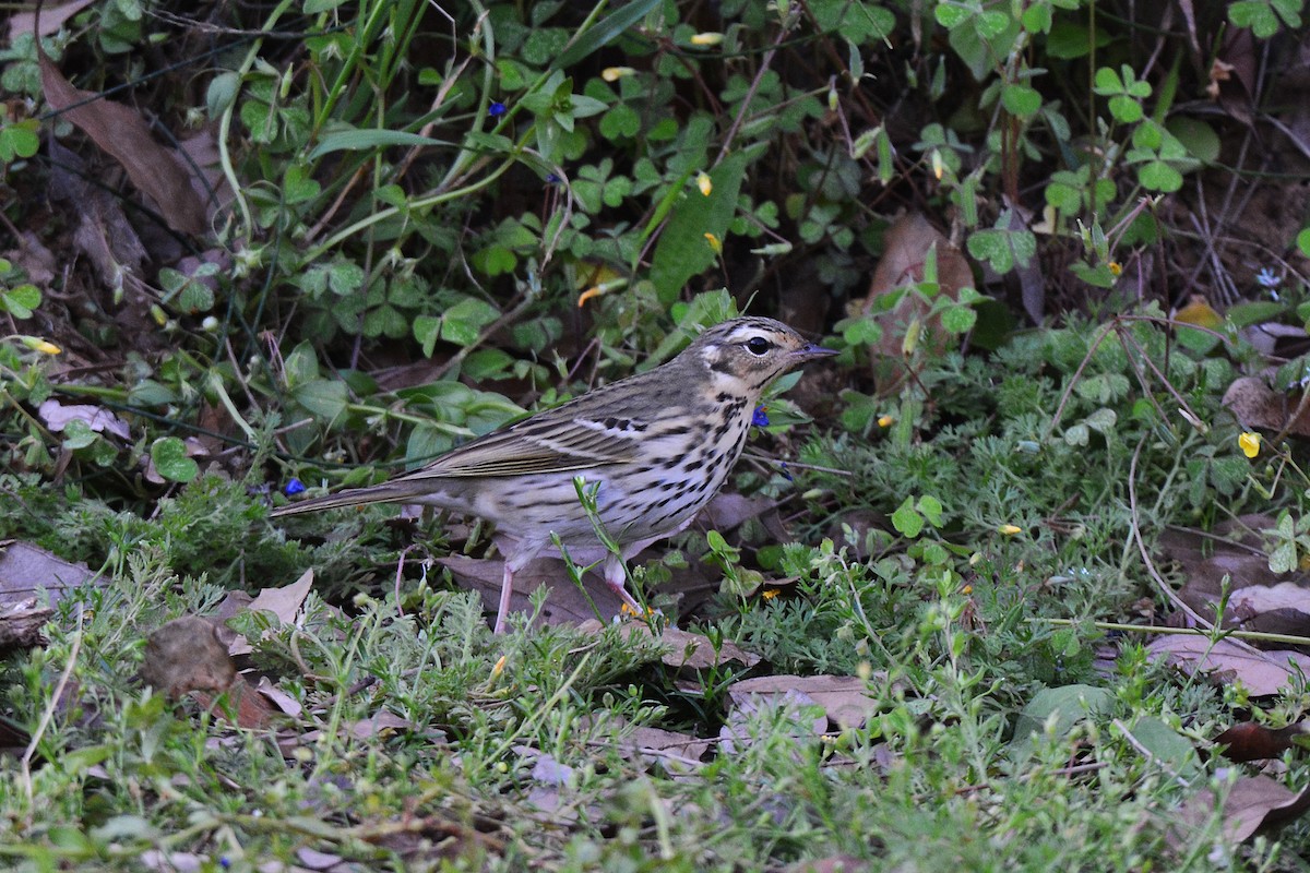 Olive-backed Pipit - ML153685021