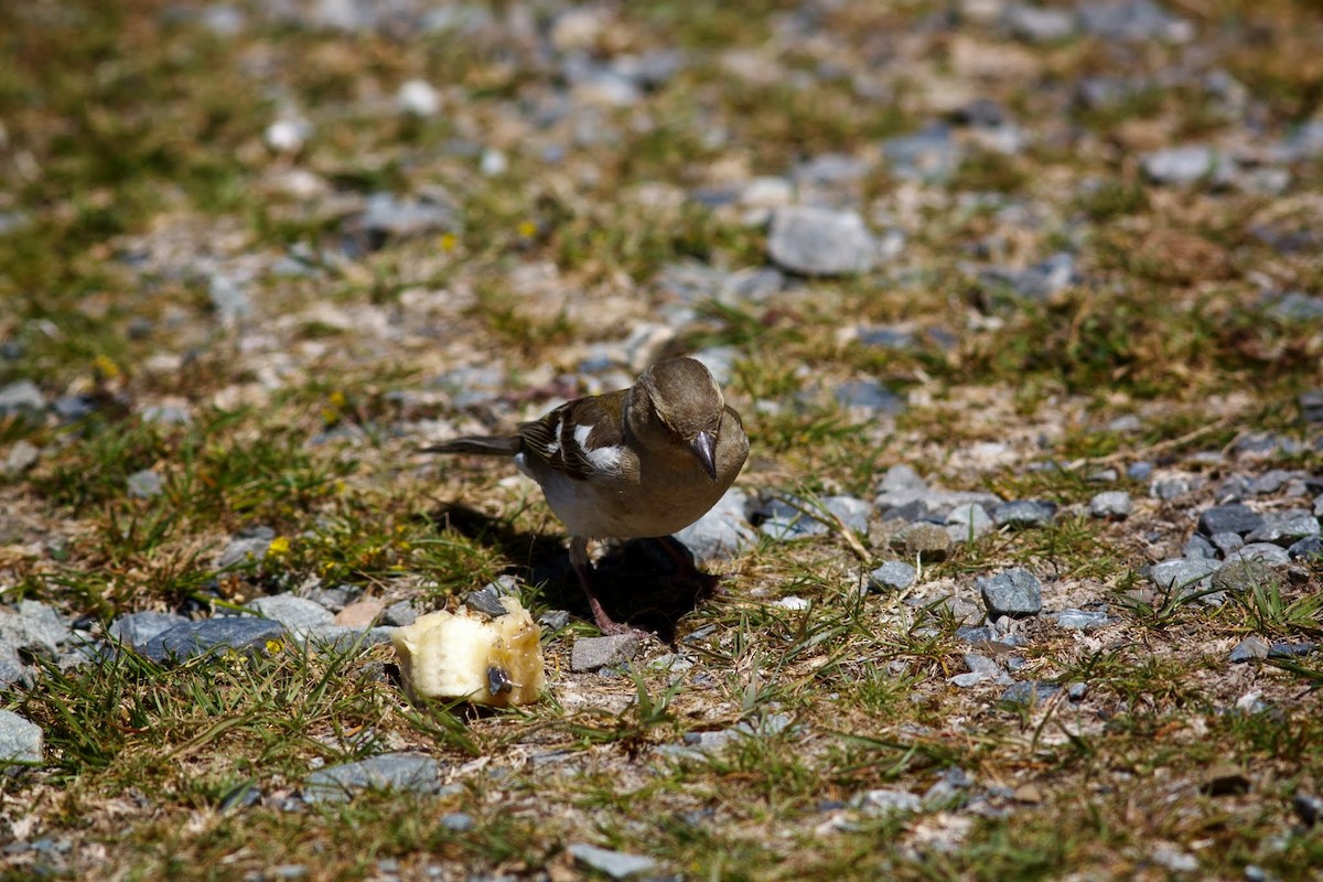 Buchfink - ML153685181