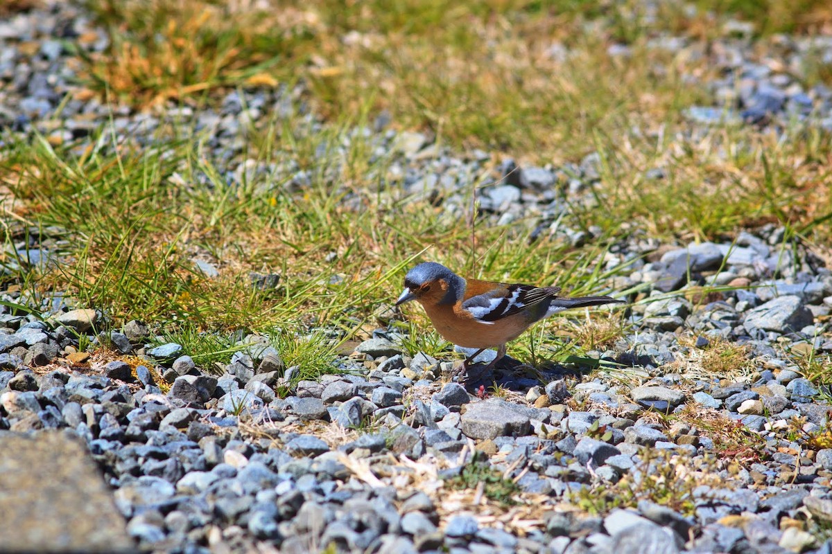 Buchfink - ML153685221