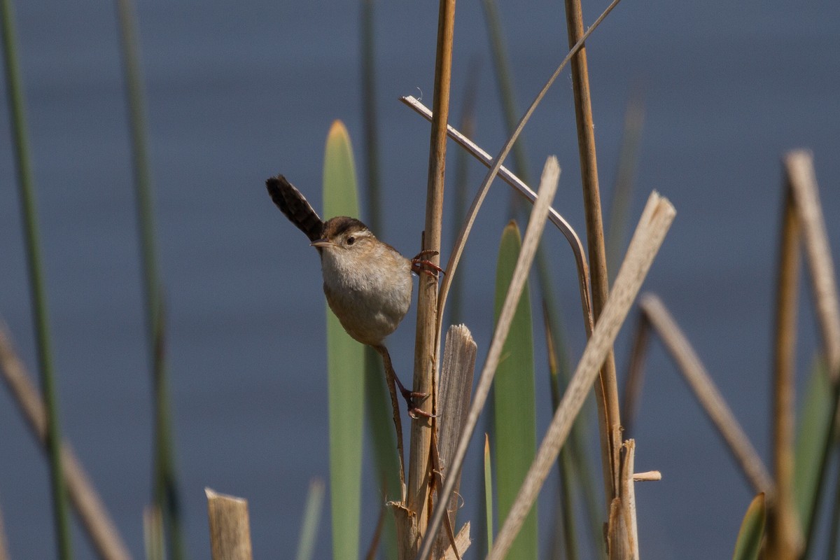 Marsh Wren - ML153685481