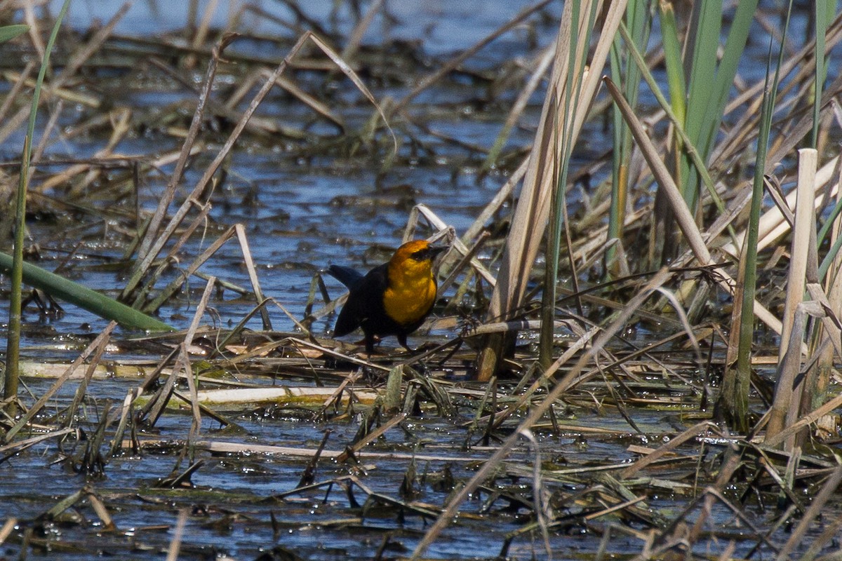 Yellow-headed Blackbird - Griffin Richards