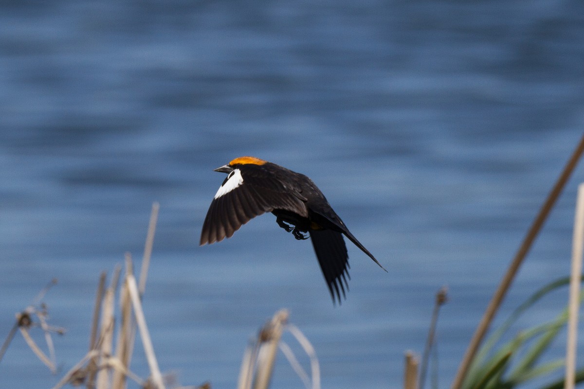 Yellow-headed Blackbird - ML153685561